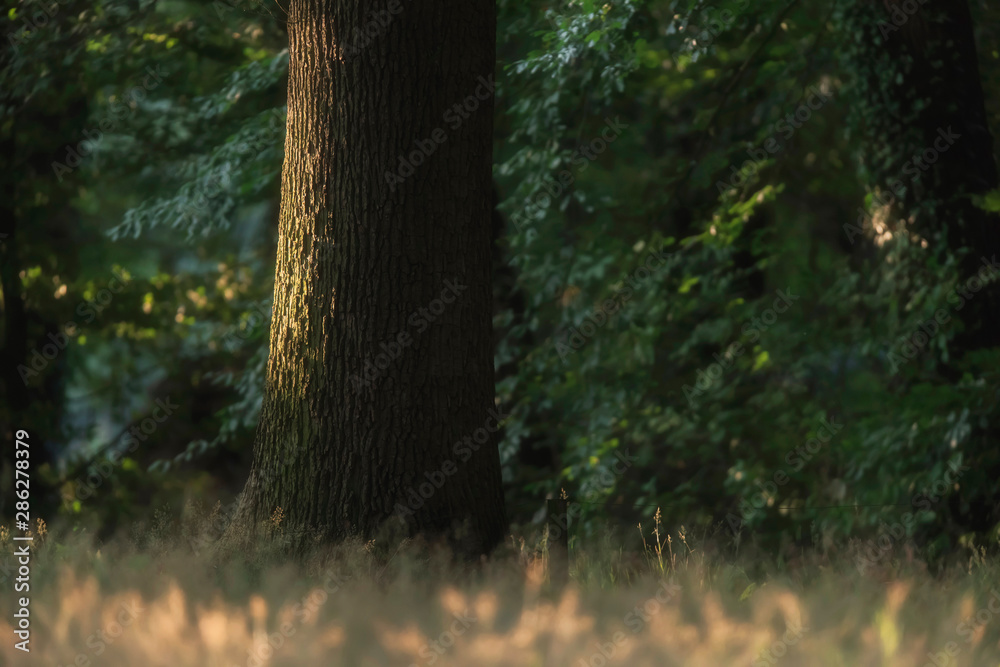 Trunk in sunlight in summery forest. Trunk in sunlight in summery forest.