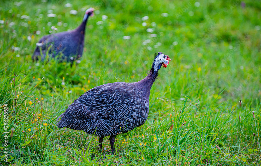 guinea fowl - Numida meleagris f. domestica guinea fowl - Numida meleagris f. domestica
