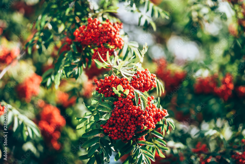 Branch with red autumn berries Rowan. Natural autumn background.