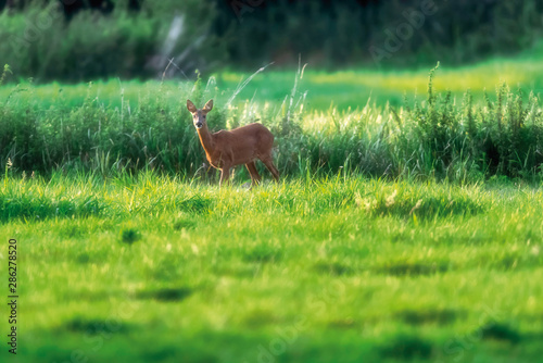 Roe deer doe in sunny pasture during summer.