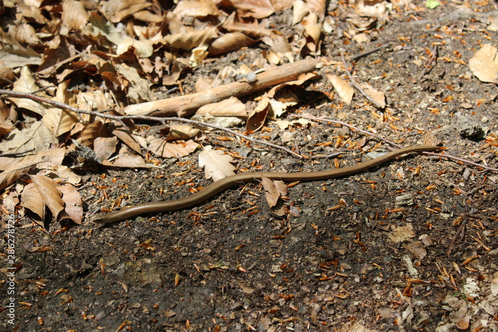 lizard on tree