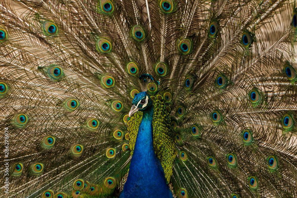 Obraz premium Indian peafowl or blue peafowl (Pavo cristatus), a large and brightly coloured bird. Peacock. Beautiful bird. Peahen.