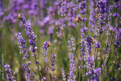 Close up of lavender flowers full of insects like bees and hornets