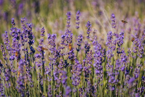 Close up of lavender flowers full of insects like bees and hornets