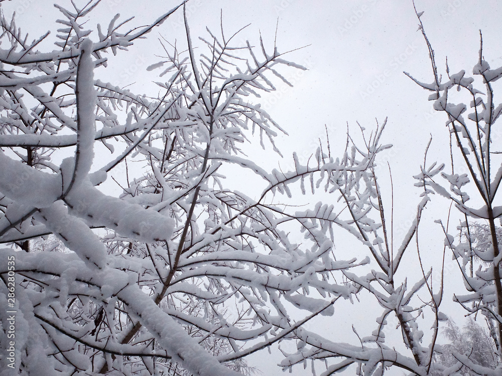 Obraz premium Heavy stuck snow on the branches of trees against pale gray sky. Park in the snowy wintertime