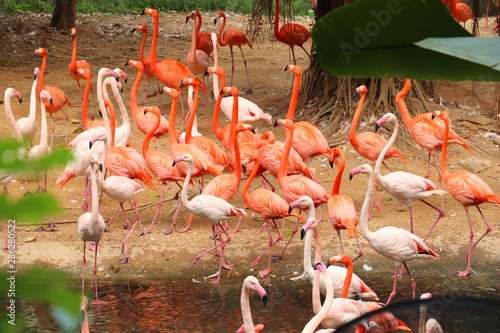 a group of flamingos is spreading its wings