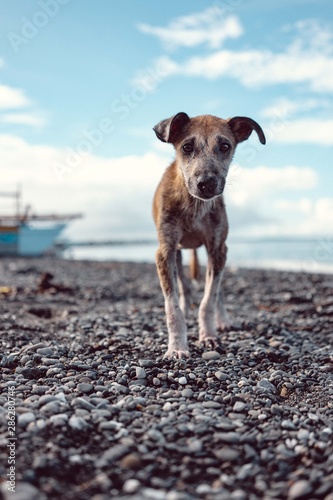 Stray dog on a beach © Fabio