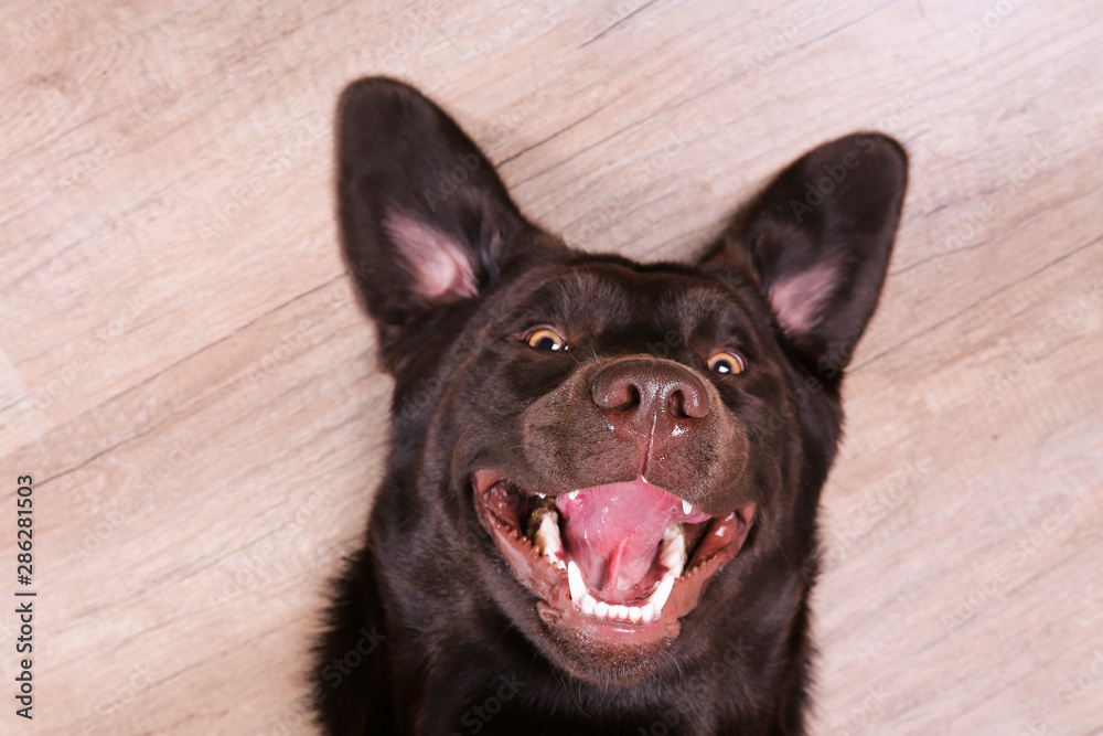 Portrait of eighteen months old chocolate labrador retriever being silly on wood texture floor. Happy and funny brown dog playing at home. Close up, copy space.