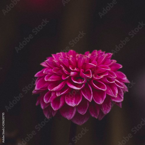 Pink Dahlia isolated on dark background