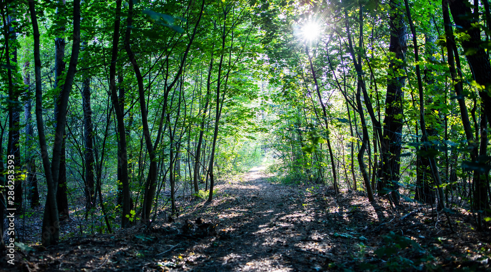 Naklejka premium Forest 