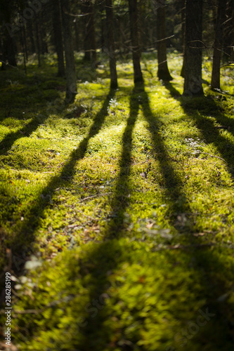 sunbeans on green soft moss