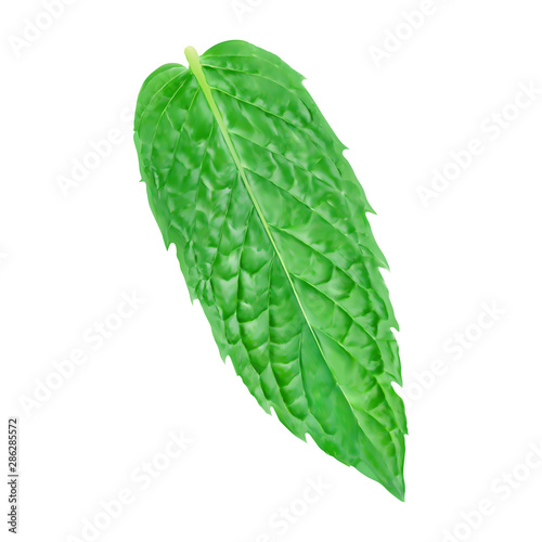 Mint leave 3d realistic vector icon on white background