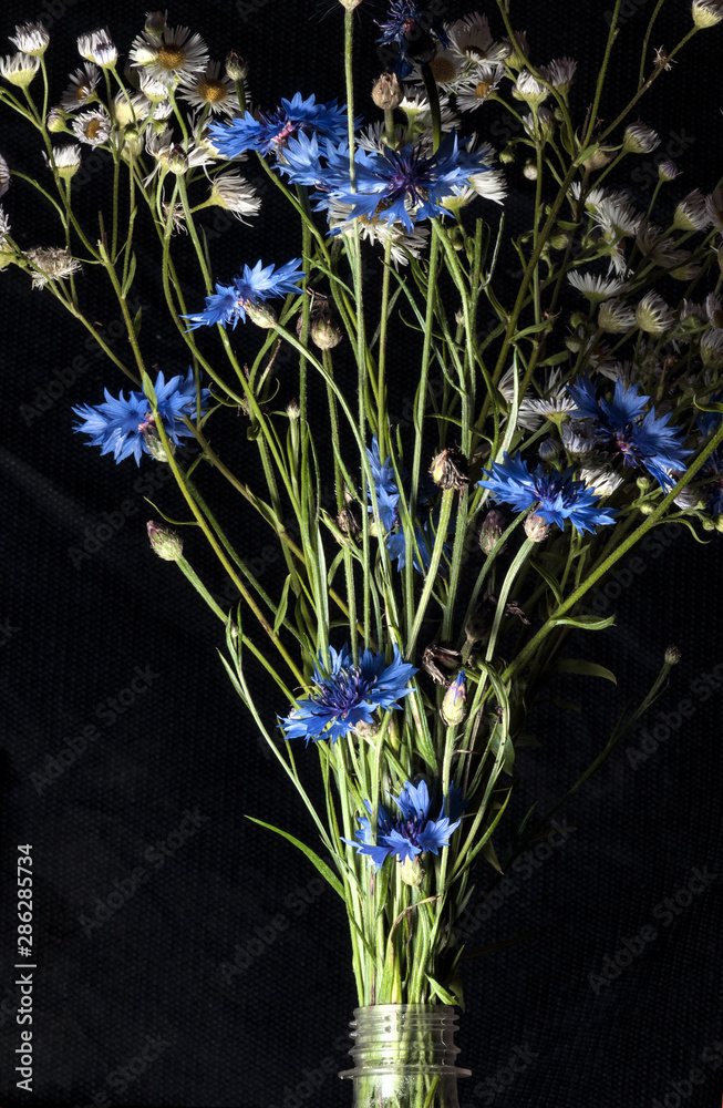 Obraz premium burst of flowers. cornflowers and daisies in a plastic soda bottle
