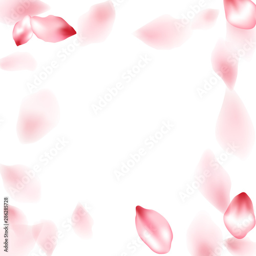 Pink sakura flower flying petals isolated on white vector background.