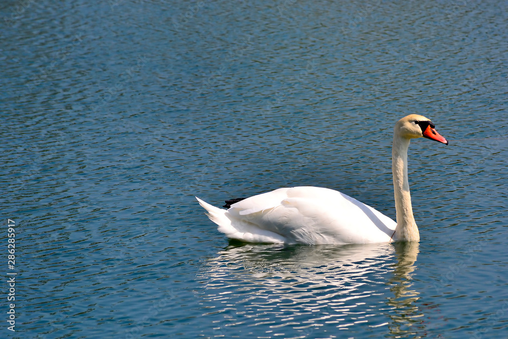 Fototapeta premium Mute Swan (Cygnus olor) on water