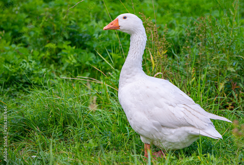 white geese in the garden close up white geese in the garden close up