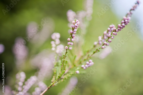 closeup of heather violet flowers