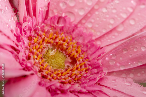 Gerbera flower petals in pink covered in water droplets