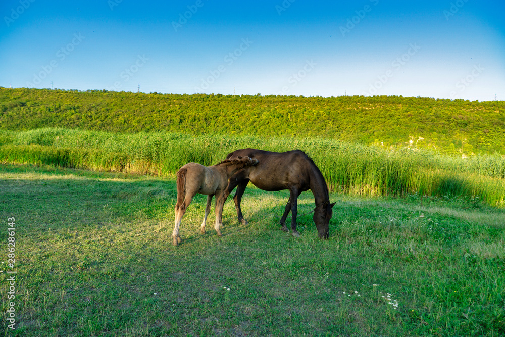 Foal with a mare on a summer pasture Foal with a mare on a summer pasture