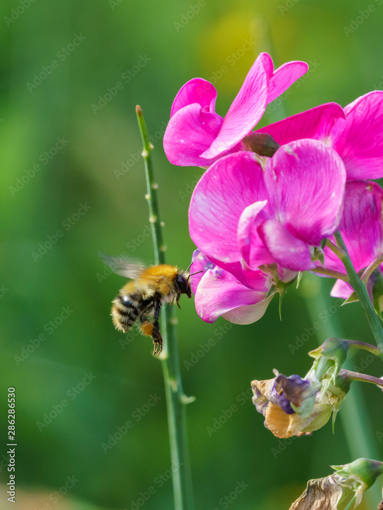 Common Carder Bee (Bombus pascuorum), taken in the UK Common Carder Bee (Bombus pascuorum), taken in the UK