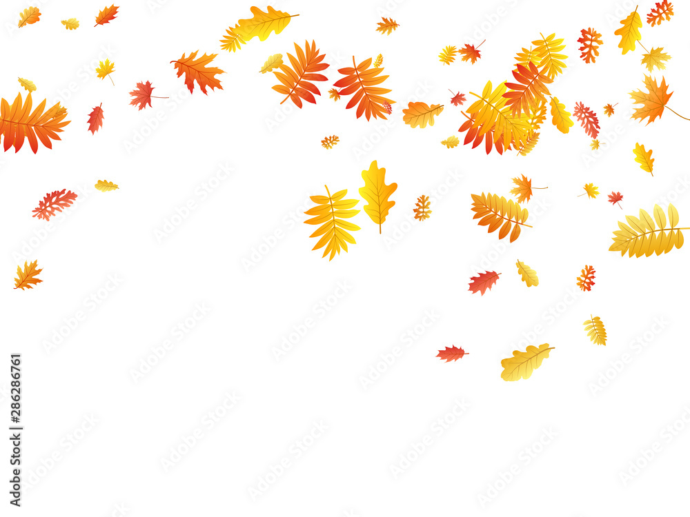 Oak, maple, wild ash rowan leaves vector, autumn foliage on white background.