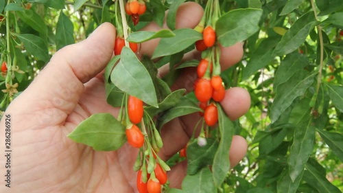 Goji berries. Lycium barbarum.