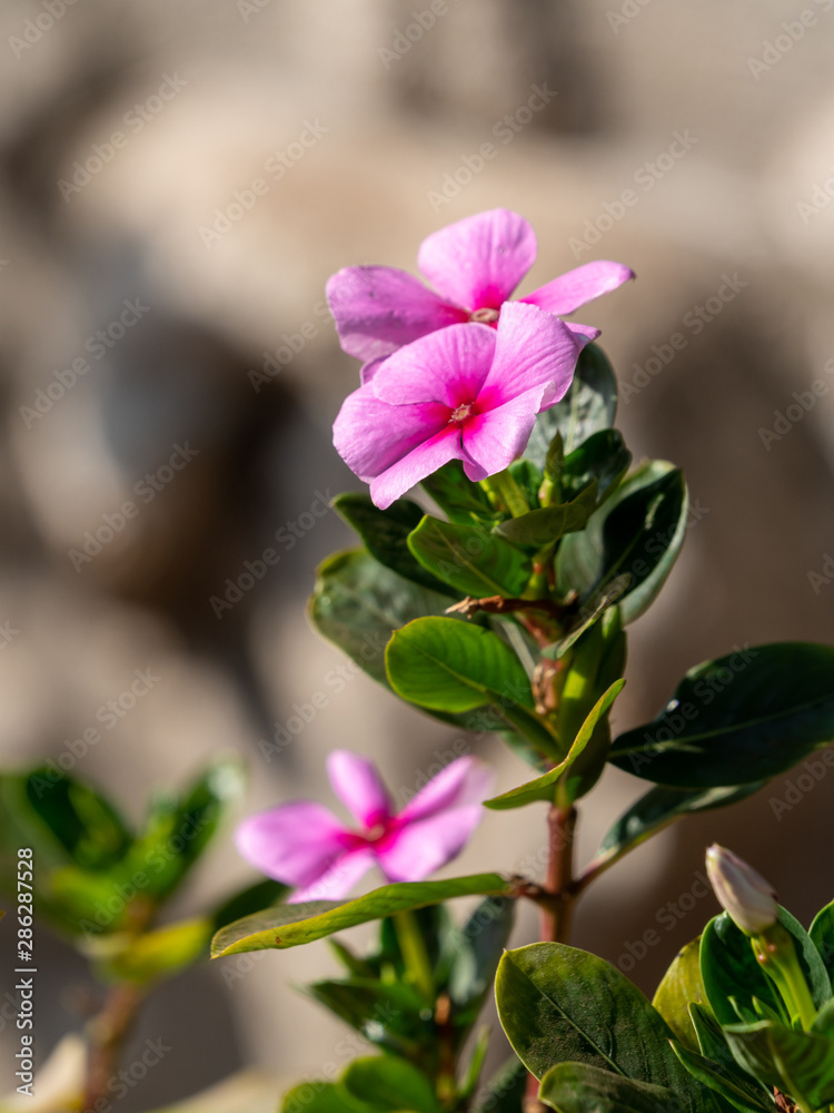 Obraz premium Pretty pink periwinkle flowers in garden