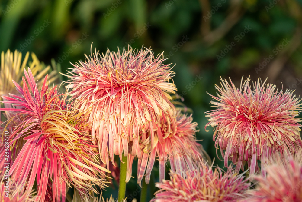 A double Gerbera daisy in pink A double Gerbera daisy in pink