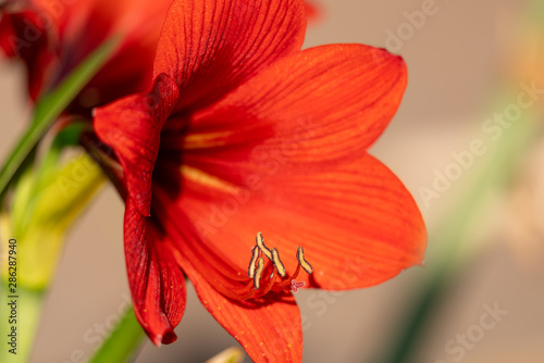 Amaryllis Red Lion, large red flower