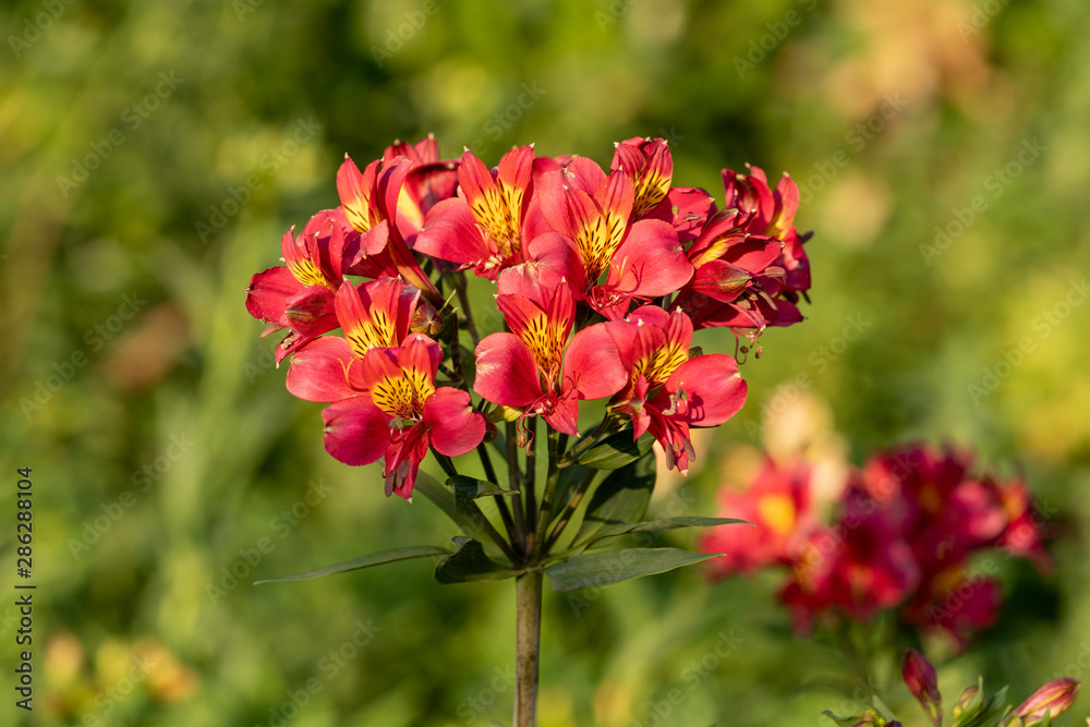A Peruvian lily flower in  red and yellow