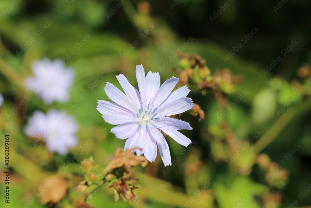 flower of chicory in the meadow waving by the wind. SUNNY DAY flower of chicory in the meadow waving by the wind. SUNNY DAY