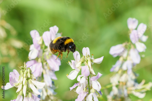 White-Tailed Bumblebee (Bombus lucorum), taken in the UK