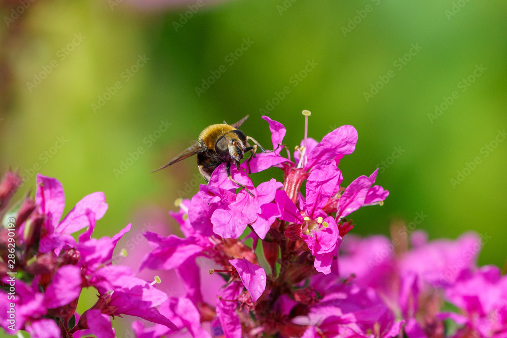 Bumble Bee Hover Fly (Volucella bombylans), in the UK