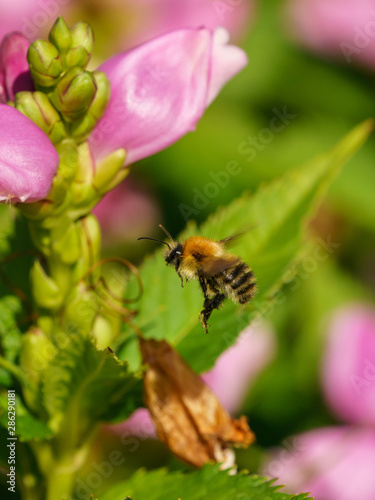 Moss carder bee (Bombus muscorum), taken in the UK © Chris