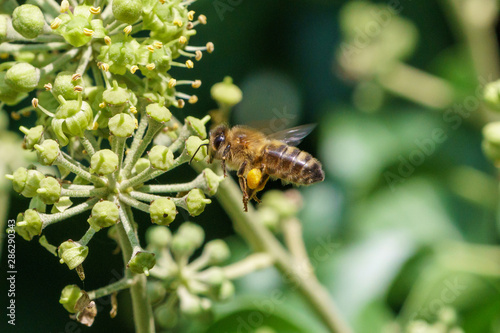 Honeybee (Apis mellifera) in the UK © Chris