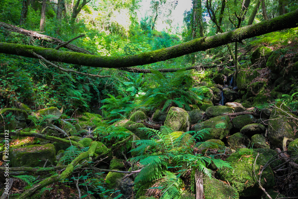 Obraz premium Floresta Verde