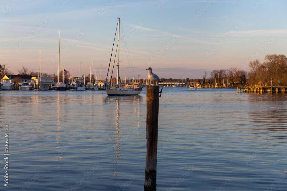Seagull on a post at sunset in Solomons Island Calvert County Southern Maryland on the Chesapeake Bay