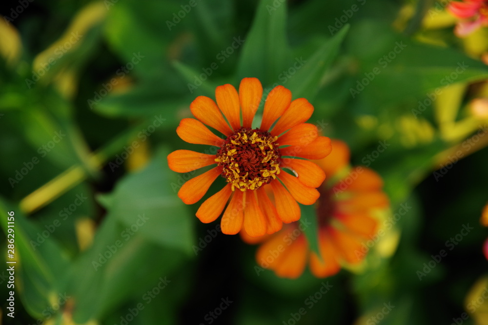 Flora Flora