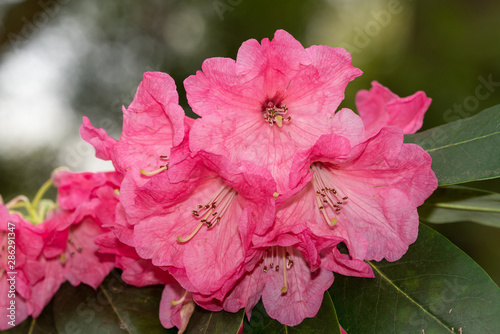 Rhododendrons flowers in pink color