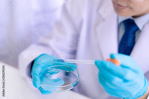 Asian scientist dropping blue liquid chemical in laboratory. Professor in science lab of university. Doctor wears blue gloves look at detail in liquid experiment on petri dish in science laboratory.