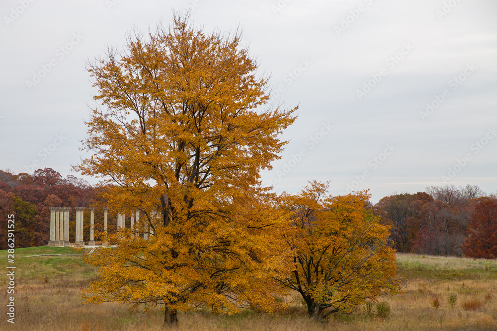 autumn view of trees and grasses at the US Arboretum in Washington DC USA