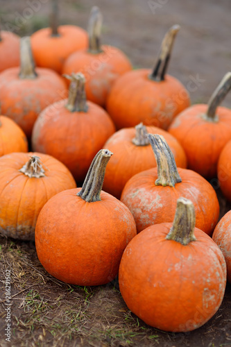 Giant heap of fresh large healthy bio pumpkins on agricultural farm at autumn.