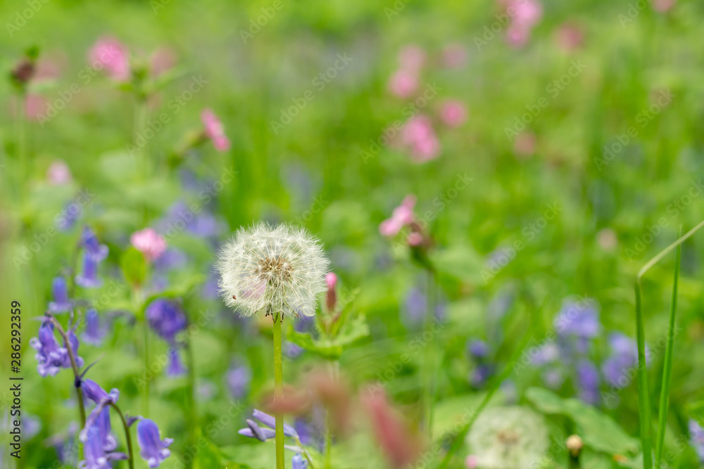 Dandelion seed head, taken in the UK