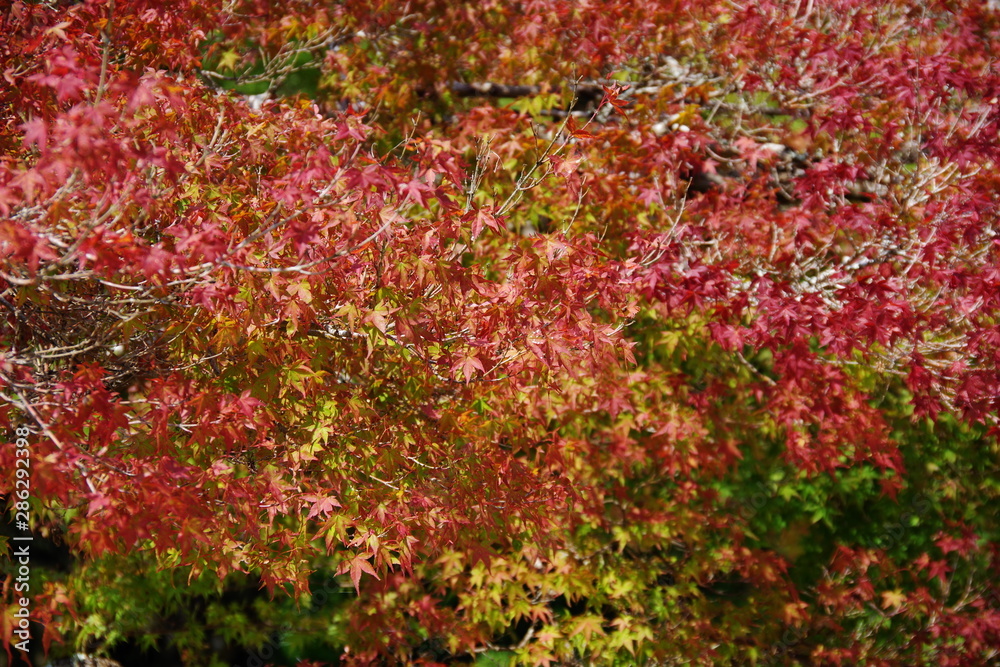 紅葉 紅葉