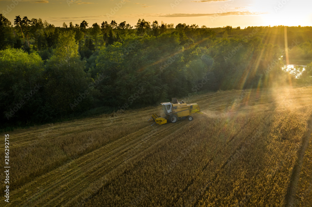 Fototapeta premium Top view of Combine harvester harvesting golden wheat field in sunlight rays.
