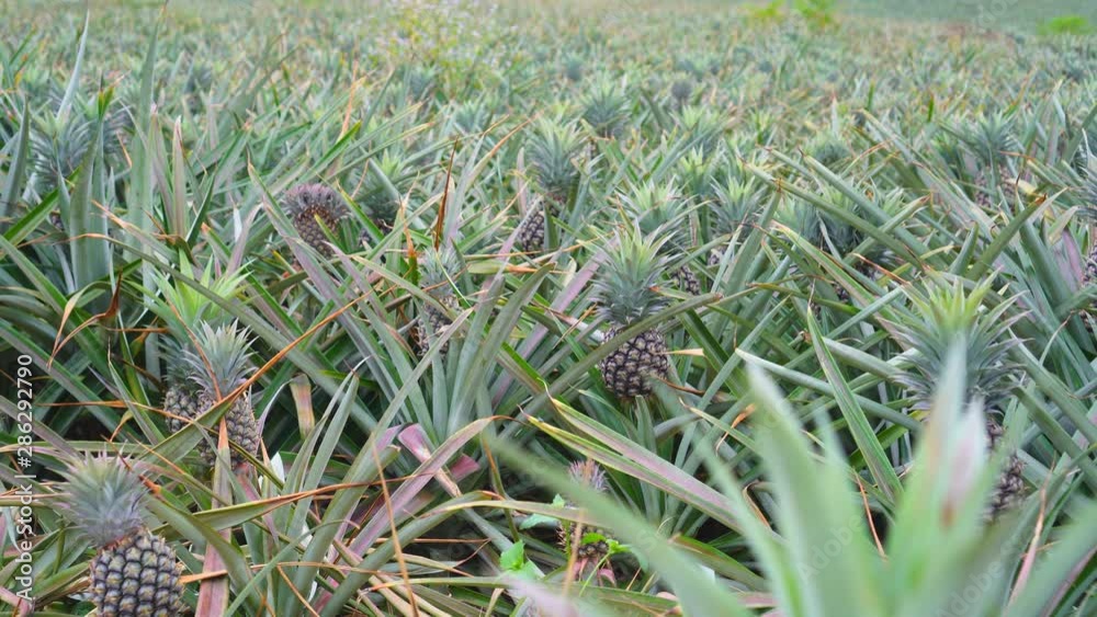 Pineapple fresh in the farm 