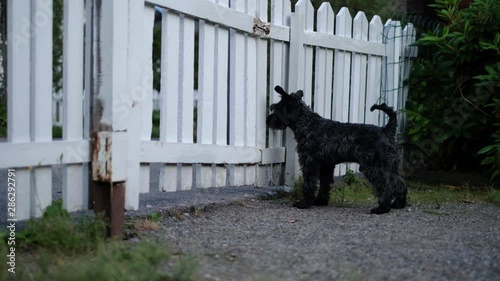 Small black schnauzer waiting for his owner near white fence.