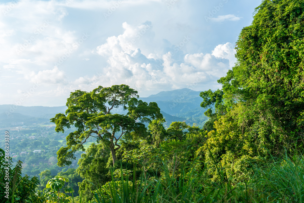 Rainforest in the hills surrounding Jaco, Puntarenas, Costa Rica