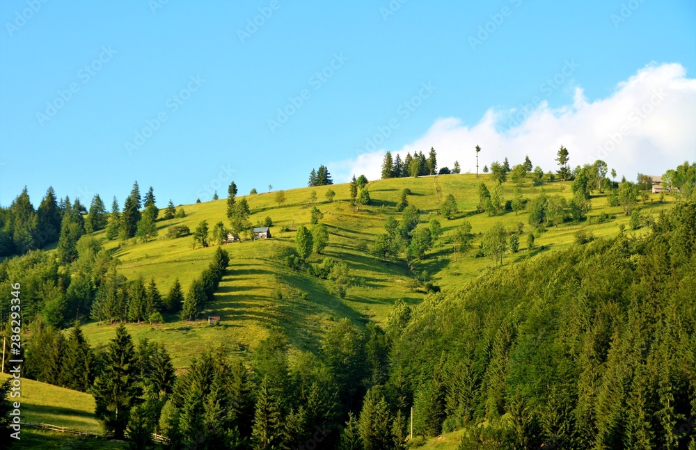a hill with green trees