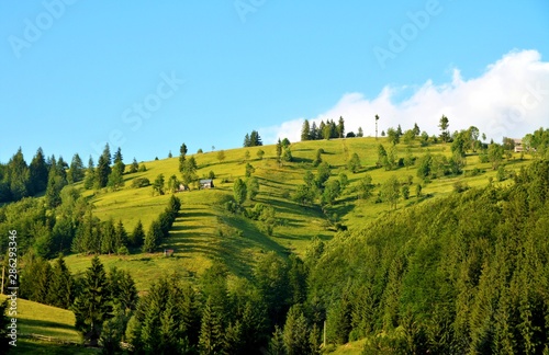 a hill with green trees